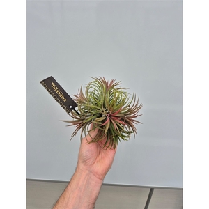 Tillandsia Ionantha x5/6 met Label