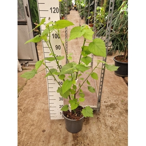 Sparmannia africana
