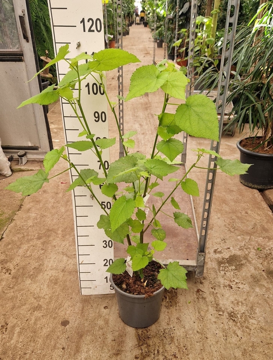 Sparmannia africana