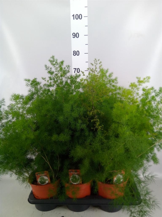 <h4>Asparagus umbellatus</h4>