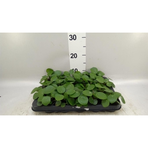 Pilea peperomioides