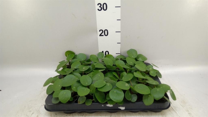 <h4>Pilea peperomioides</h4>