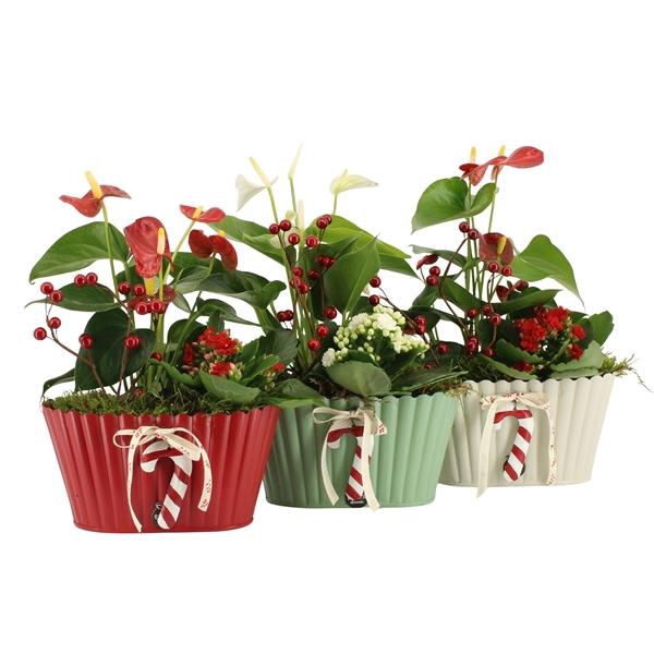 <h4>61825: X-mas arrangement</h4>