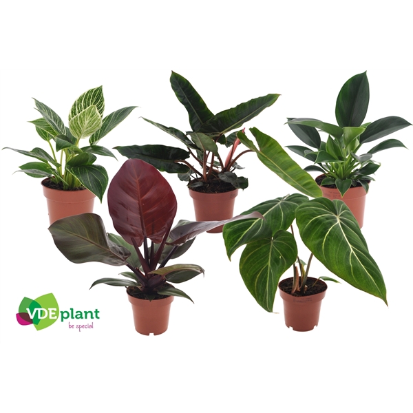 <h4>Philodendron mix 12cm</h4>