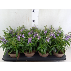 Angelonia  'Serena Purple'