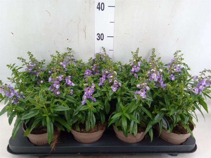 <h4>Angelonia  'Serena Purple'</h4>