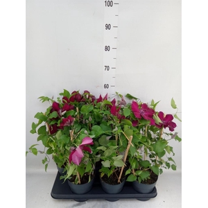 Clematis  'Boulevard'   ...