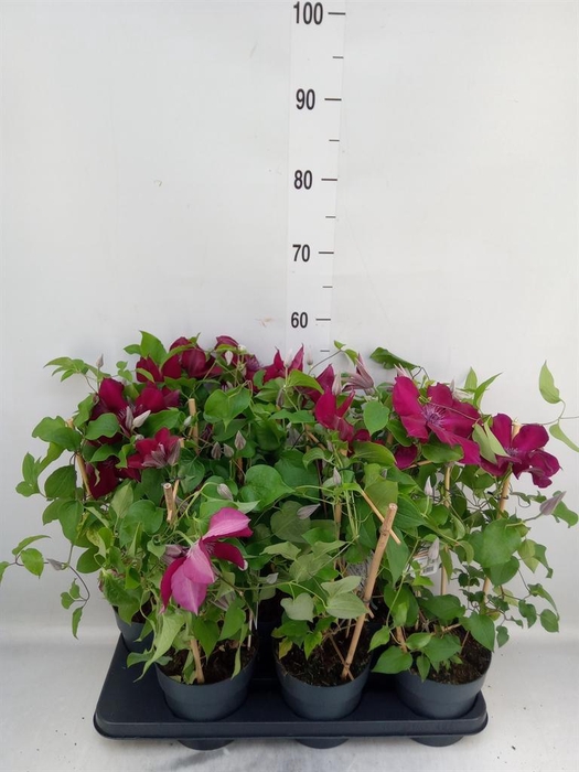 <h4>Clematis  'Boulevard'   ...</h4>