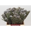 Kaaps Groen Silver Brunia