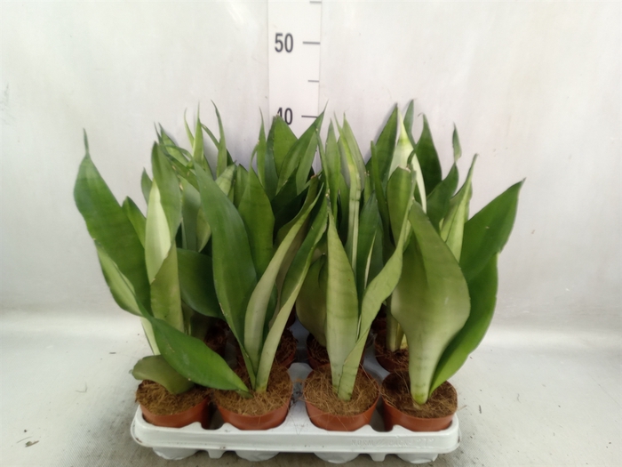 <h4>Sansevieria trifa. 'Moonshine'</h4>