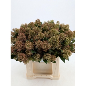 SKIM J SNOW WHITE BS