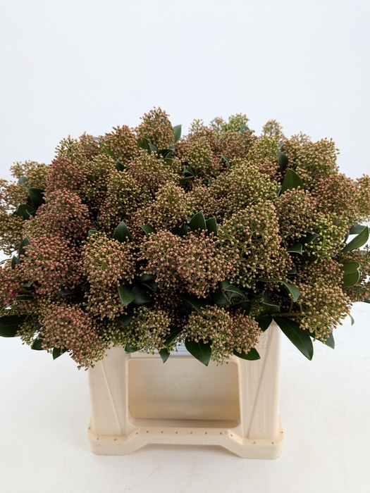 <h4>SKIM J SNOW WHITE BS</h4>