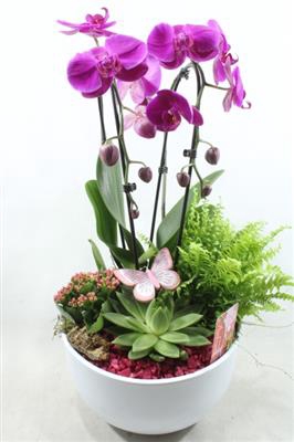 <h4>1015 Cascade PURPLE</h4>