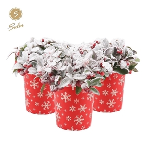 Gaultheria pr. 'Big Berry'® P10 in Cup X-mas Deco + Snow