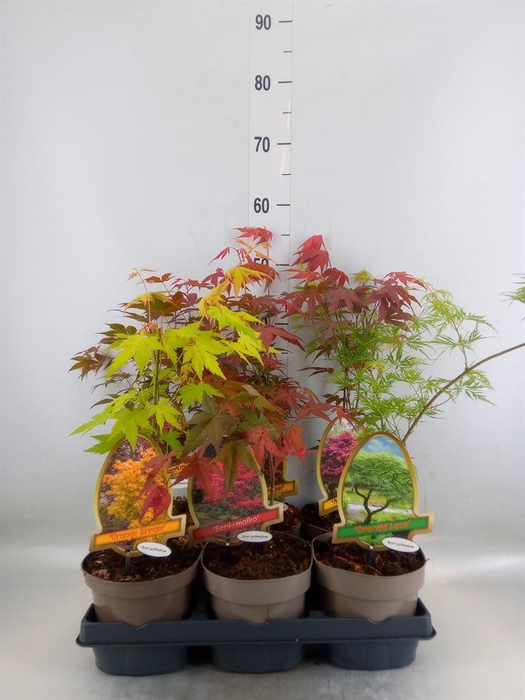 <h4>Acer palmatum</h4>
