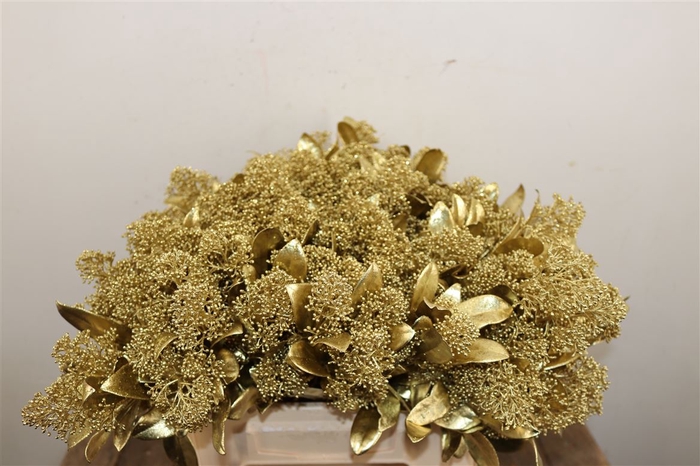 <h4>Skimmia Paint Gl Gold Bunch</h4>