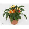 Capsicum Yellow Red