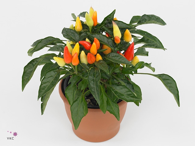 Capsicum Yellow Red