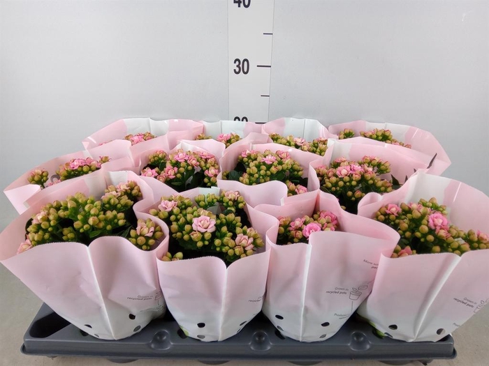 <h4>Kalanchoe ...</h4>