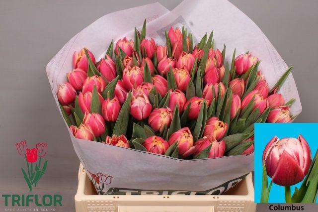 <h4>TU DU COLUMBUS</h4>