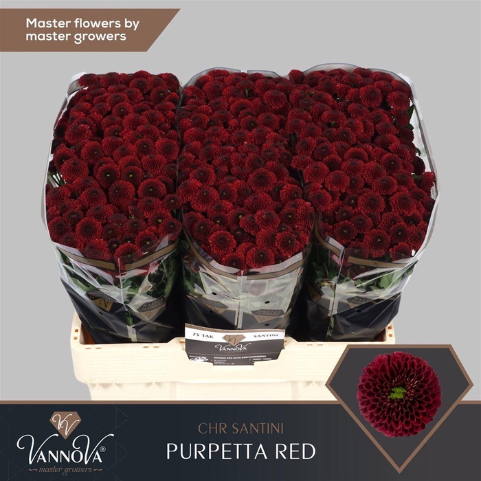 <h4>Chr S Aaa Purpetta Red</h4>