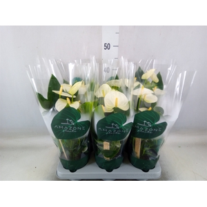 Anthurium andr. 'Samora'