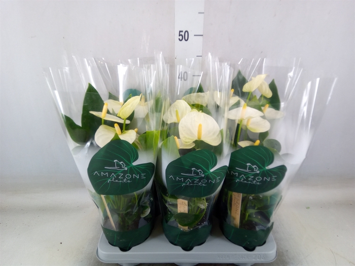 <h4>Anthurium andr. 'Samora'</h4>