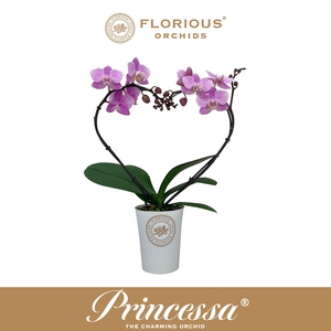 No9 Phalanopsis 2 Tak Roze heartshape