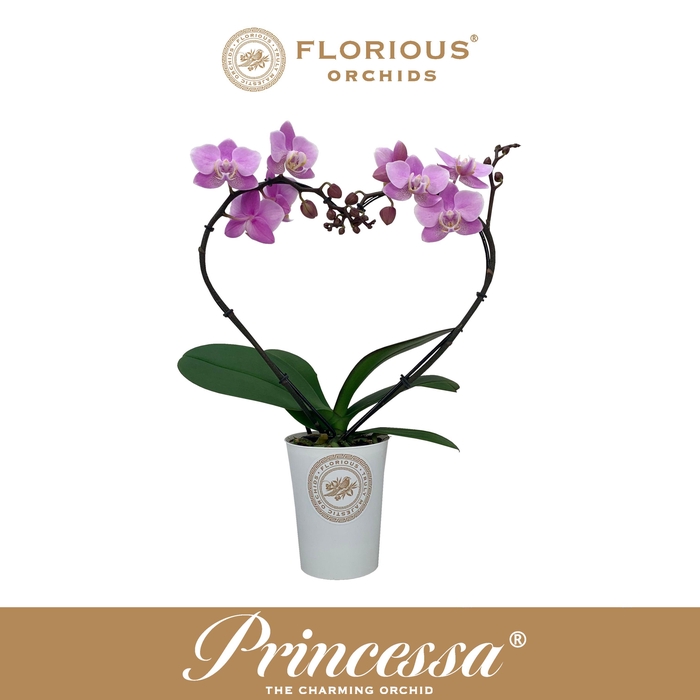 <h4>No9 Phalanopsis 2 Tak Roze heartshape</h4>