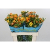 Ranunculus Butterfly Minoan