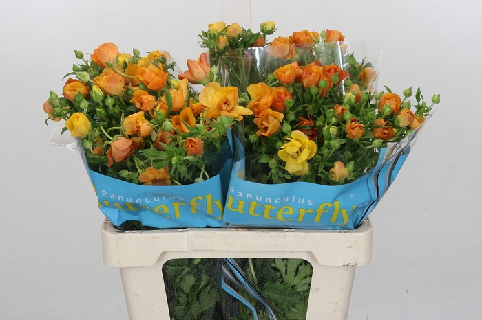 Ranunculus Butterfly Minoan