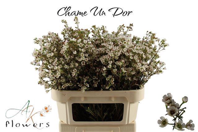 <h4>CHAME UN DOR</h4>