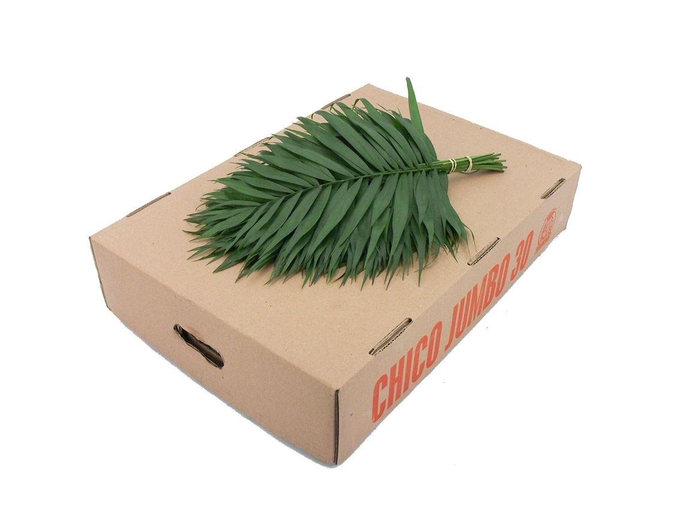 <h4>Chico Jumbo Witte Doos</h4>