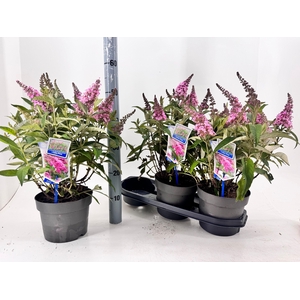 BUDD BFC LITTLE PINK