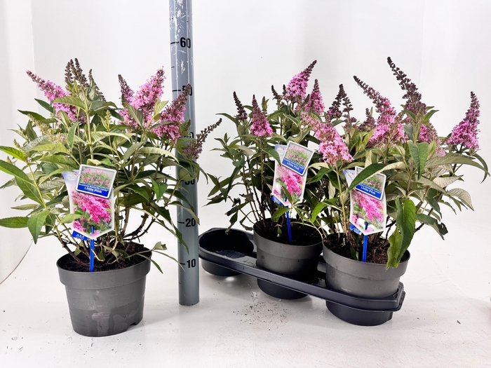 <h4>BUDD BFC LITTLE PINK</h4>