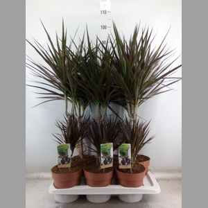Dracaena marg. 'Magenta'