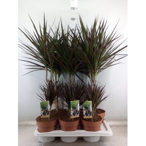 Dracaena marg. 'Magenta'