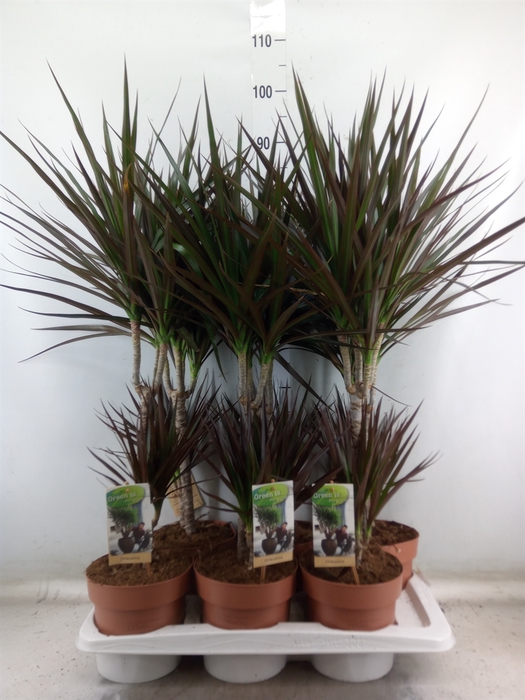 <h4>Dracaena marg. 'Magenta'</h4>