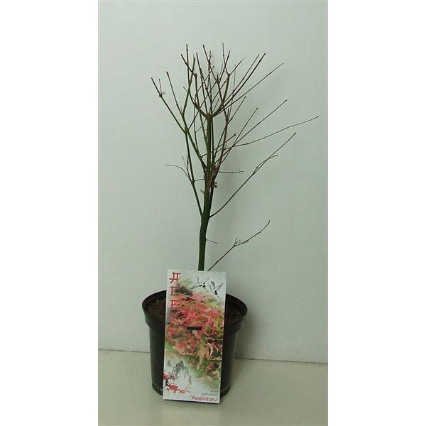 <h4>Acer palmatum 'Asahi-zuru' P19</h4>