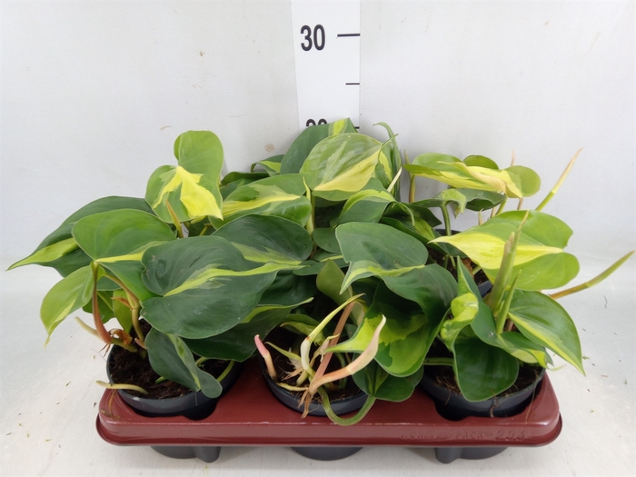 <h4>Philodendron scand. 'Brasil'</h4>