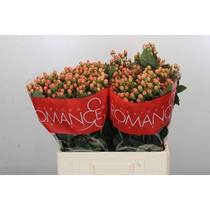 Hypericum Mellow Romance