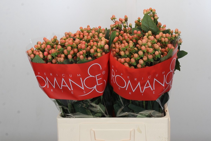 Hypericum Mellow Romance