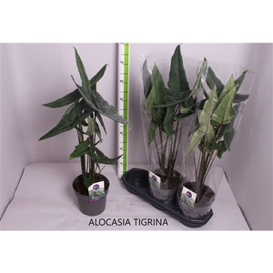 Alocasia Tigrina