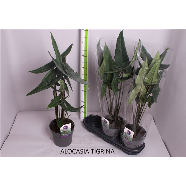 <h4>Alocasia Tigrina</h4>