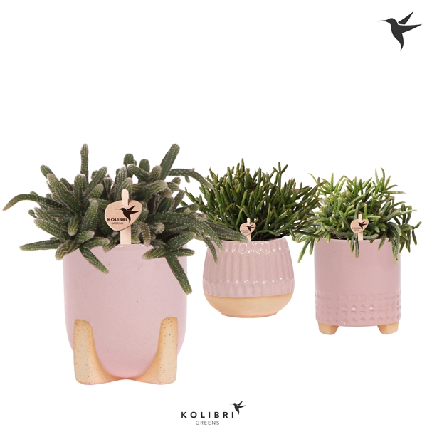 <h4>Kolibri Greens Rhipsalis mix in Desert pot pink</h4>