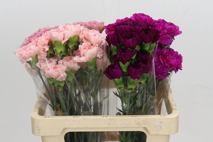 <h4>Dianthus St Mix</h4>