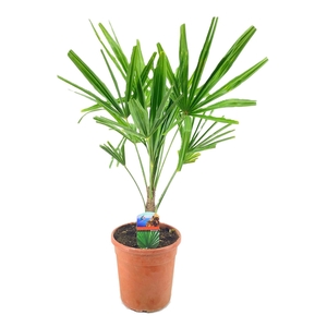 Trachycarpus fortunei