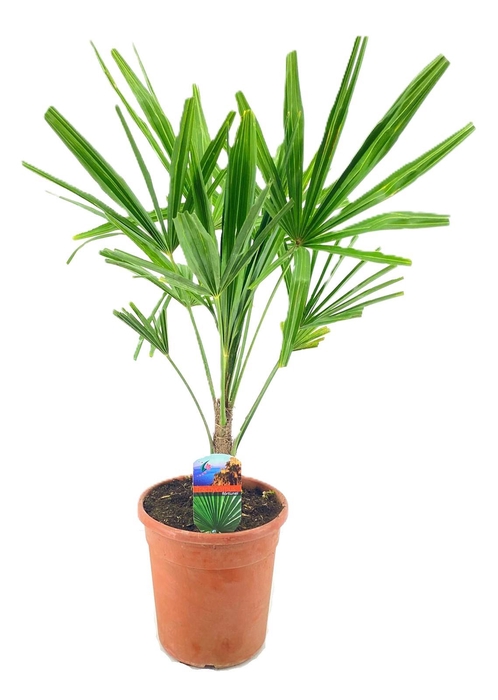 <h4>Trachycarpus fortunei</h4>