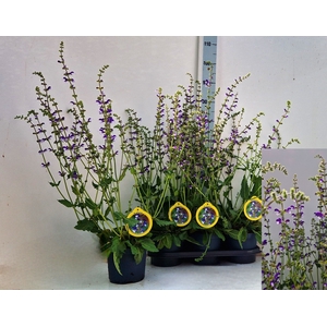 SALVIA OV