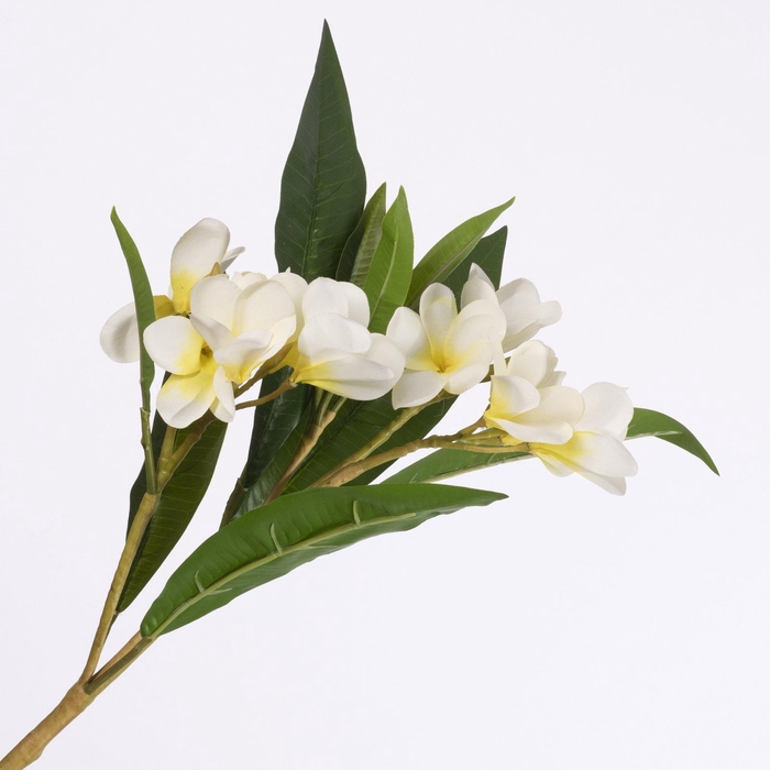 <h4>Frangipani Spray Cream FL440284CRM</h4>